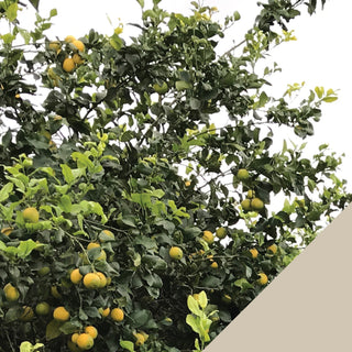 Sicilian lemonade - 3 x 8 can Fridgepacks