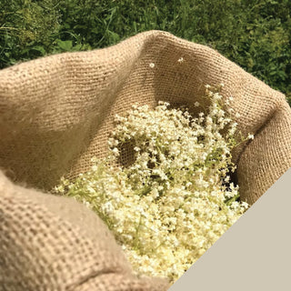 Old-fashioned elderflower drink