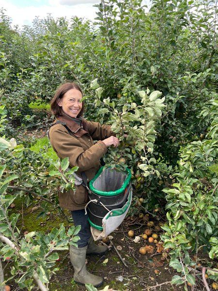 <p>Picking Russet apples in a Cox apple orchard</p>