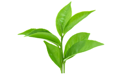 Folkingtons Hero Ingredient: Tea